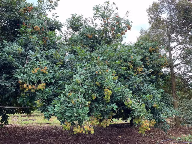 Những khu vườn tiền tỷ rộng thênh thang của sao Việt - Hình 7 Nhung khu vuon tien ty rong thenh thang cua sao Viet-Hinh-7