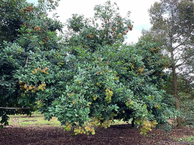 Những khu vườn tiền tỷ rộng thênh thang của sao Việt - Hình 7 Nhung khu vuon tien ty rong thenh thang cua sao Viet-Hinh-7