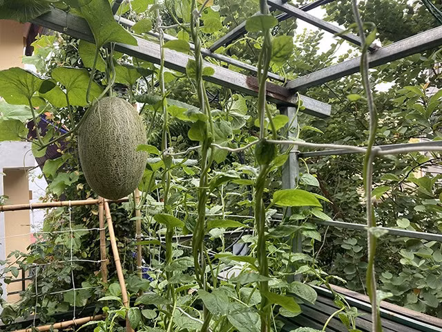 Ngoi nha ngap tran cay trai cua nghe si Giang Coi-Hinh-10