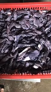 Boc tran su that ve loai nam la den dang gay sot cho mang-Hinh-10