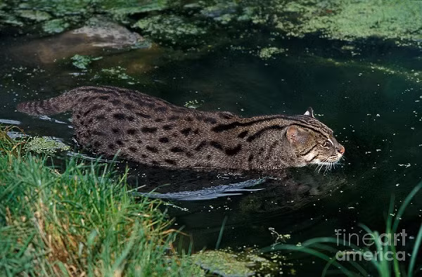 Loai meo hiem boi lan nhu ca o Viet Nam-Hinh-5