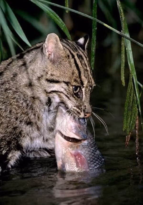 Loai meo hiem boi lan nhu ca o Viet Nam-Hinh-7