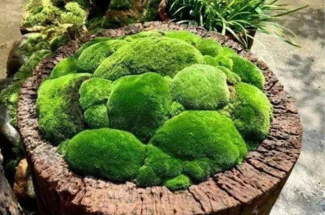 Cây cỏ dại được biến thành bonsai tuyệt đẹp - Hình 6 Cay co dai duoc bien thanh bonsai tuyet dep-Hinh-6