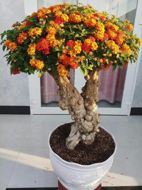 Cây cỏ dại được biến thành bonsai tuyệt đẹp - Hình 9 Cay co dai duoc bien thanh bonsai tuyet dep-Hinh-9