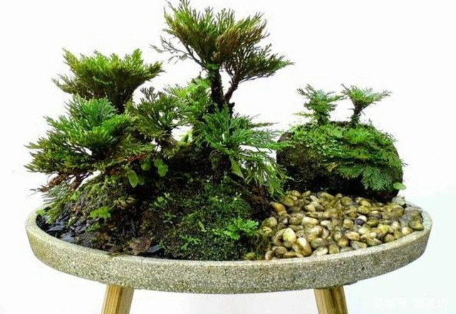Cây cỏ dại được biến thành bonsai tuyệt đẹp - Hình 3 Cay co dai duoc bien thanh bonsai tuyet dep-Hinh-3