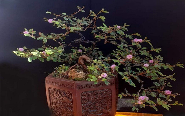 Cây cỏ dại được biến thành bonsai tuyệt đẹp - Hình 8 Cay co dai duoc bien thanh bonsai tuyet dep-Hinh-8