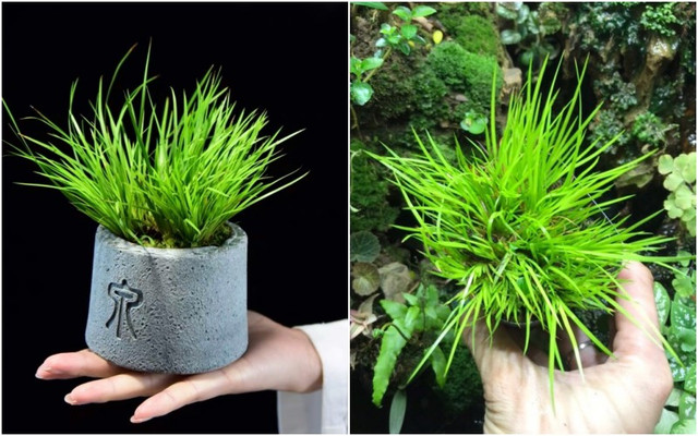 Cây cỏ dại được biến thành bonsai tuyệt đẹp - Hình 4 Cay co dai duoc bien thanh bonsai tuyet dep-Hinh-4