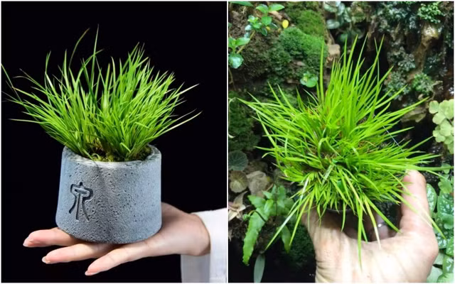 Cay co dai duoc bien thanh bonsai tuyet dep-Hinh-4