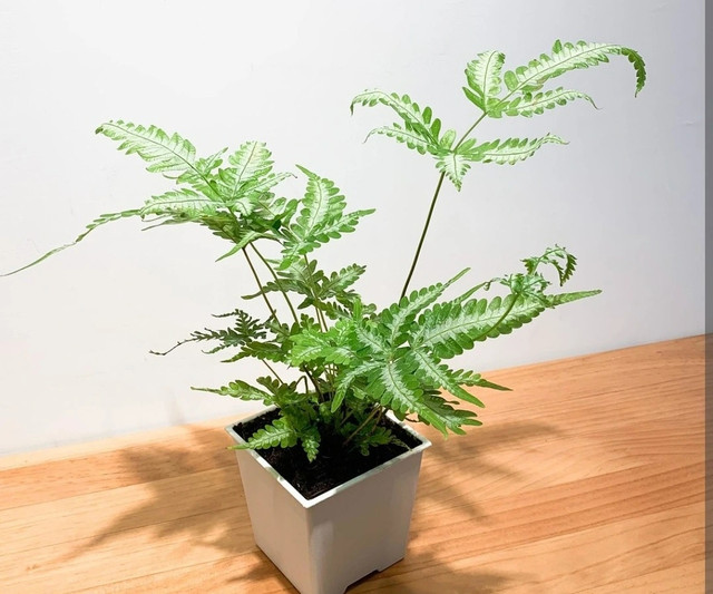 Cây cỏ dại được biến thành bonsai tuyệt đẹp - Hình 2 Cay co dai duoc bien thanh bonsai tuyet dep-Hinh-2