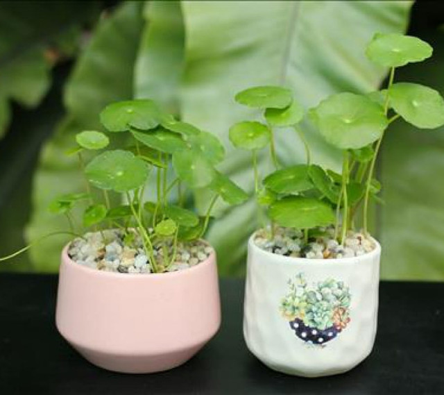 Cây cỏ dại được biến thành bonsai tuyệt đẹp - Hình 7 Cay co dai duoc bien thanh bonsai tuyet dep-Hinh-7