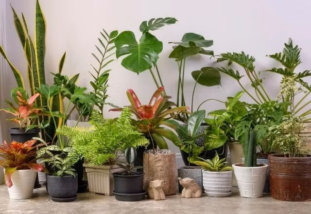 Cay co dai duoc bien thanh bonsai tuyet dep