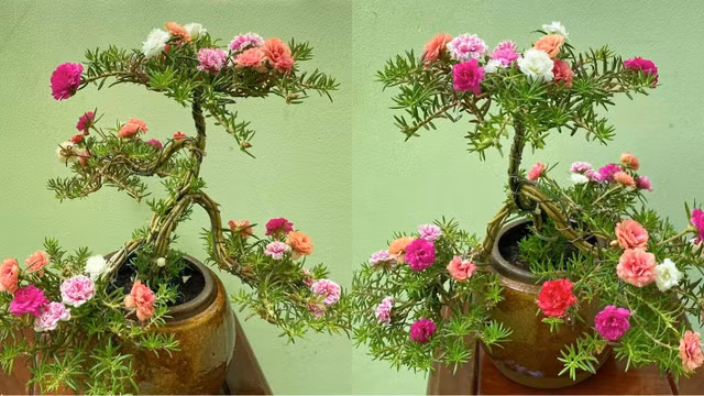 Cay co dai duoc bien thanh bonsai tuyet dep-Hinh-10