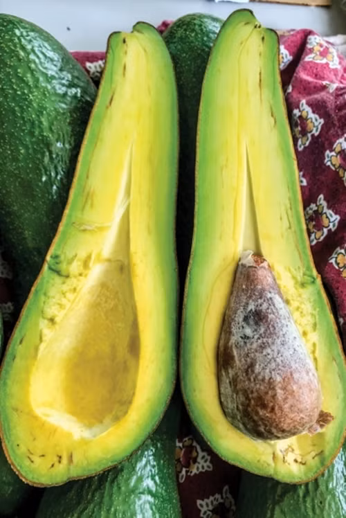 Giong bo khong lo dai gan 1 met, gia trung binh khoang 1 trieu dong/qua-Hinh-4