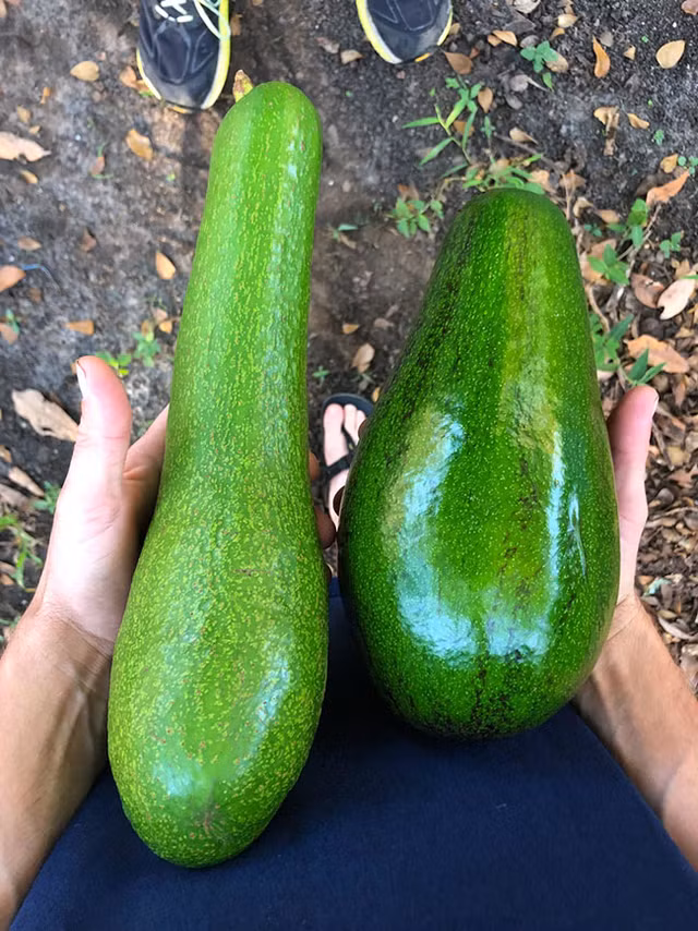 Giong bo khong lo dai gan 1 met, gia trung binh khoang 1 trieu dong/qua-Hinh-3