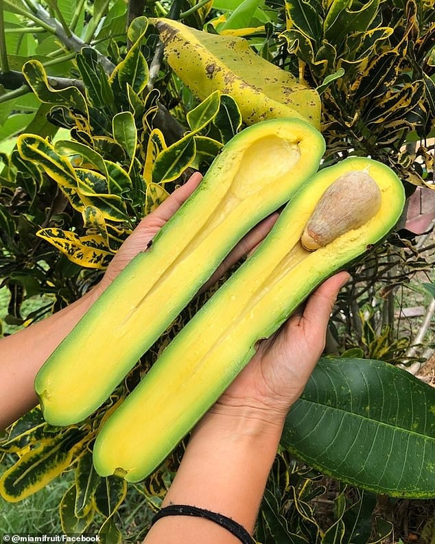 Giống bơ khổng lồ dài gần 1 mét, giá trung bình khoảng 1 triệu đồng/quả Giong bo khong lo dai gan 1 met, gia trung binh khoang 1 trieu dong/qua