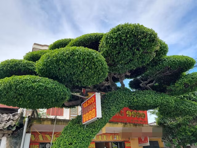 Cay sanh 40 nam tuoi la moc deu tu goc den ngon-Hinh-3