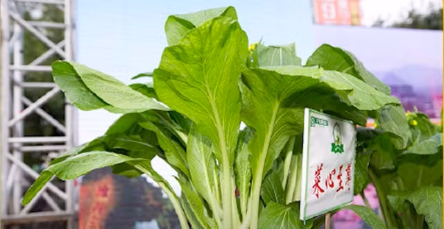 Tren the gioi co nhung loai rau dat hon vang