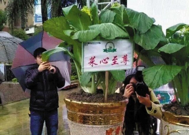 Trên thế giới có những loại rau đắt hơn vàng - Hình 3 Tren the gioi co nhung loai rau dat hon vang-Hinh-3