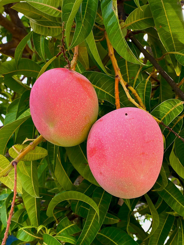 Chi tiet cay xoai duoc cho la dep nhat Viet Nam-Hinh-10