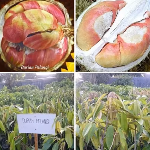 Thi truong con xuat hien sau rieng cau vong quy hiem-Hinh-10