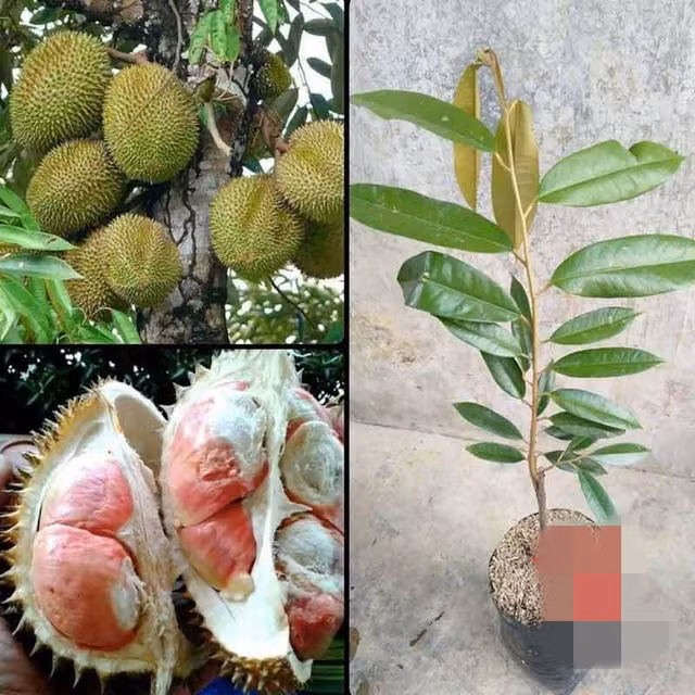 Thi truong con xuat hien sau rieng cau vong quy hiem-Hinh-8