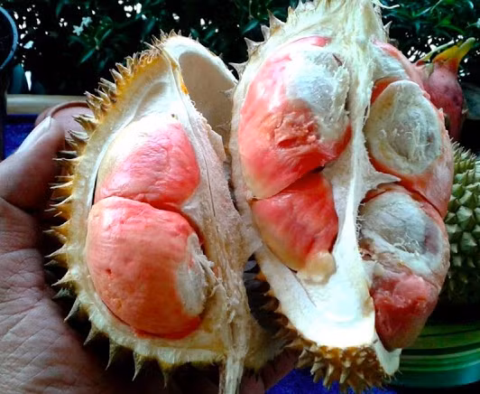 Thi truong con xuat hien sau rieng cau vong quy hiem-Hinh-7