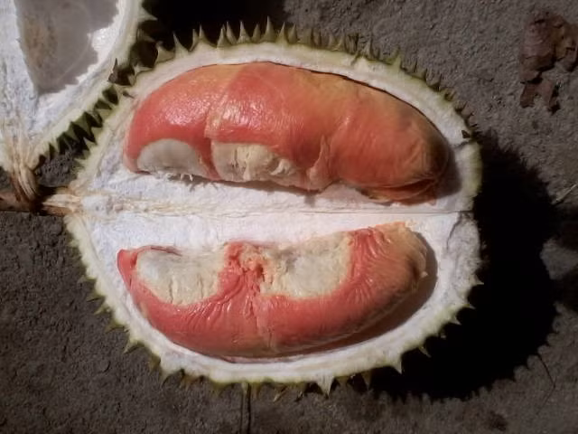 Thi truong con xuat hien sau rieng cau vong quy hiem-Hinh-9