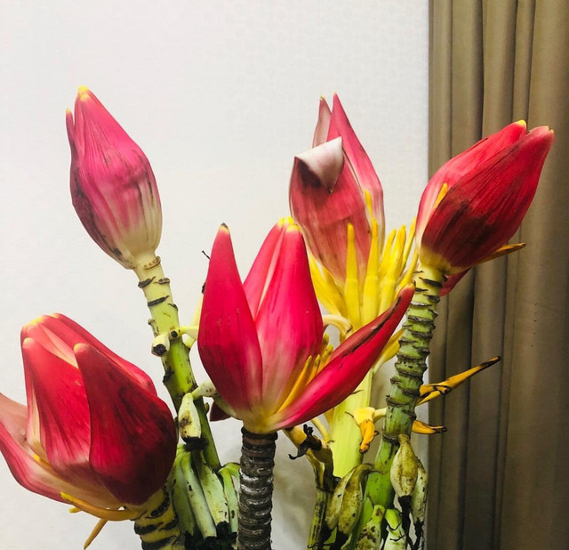 Ý nghĩa 4 loại hoa rừng được dân Hà thành lùng chơi Tết - Hình 4 Y nghia 4 loai hoa rung duoc dan Ha thanh lung choi Tet-Hinh-4