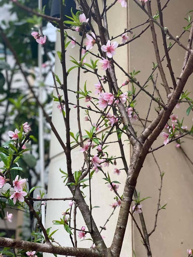 Ý nghĩa 4 loại hoa rừng được dân Hà thành lùng chơi Tết - Hình 9 Y nghia 4 loai hoa rung duoc dan Ha thanh lung choi Tet-Hinh-9