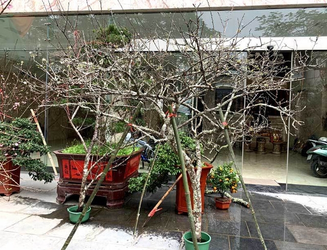 Ý nghĩa 4 loại hoa rừng được dân Hà thành lùng chơi Tết - Hình 8 Y nghia 4 loai hoa rung duoc dan Ha thanh lung choi Tet-Hinh-8