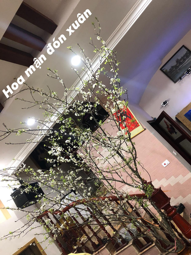 Ý nghĩa 4 loại hoa rừng được dân Hà thành lùng chơi Tết - Hình 10 Y nghia 4 loai hoa rung duoc dan Ha thanh lung choi Tet-Hinh-10