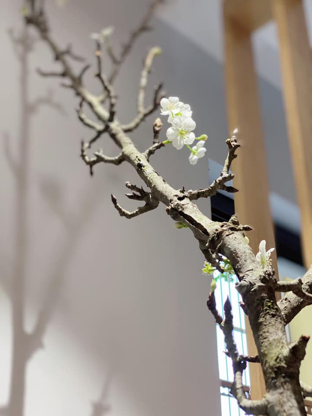 Ý nghĩa 4 loại hoa rừng được dân Hà thành lùng chơi Tết - Hình 5 Y nghia 4 loai hoa rung duoc dan Ha thanh lung choi Tet-Hinh-5