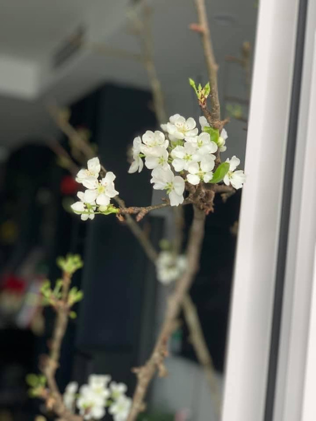 Ý nghĩa 4 loại hoa rừng được dân Hà thành lùng chơi Tết - Hình 6 Y nghia 4 loai hoa rung duoc dan Ha thanh lung choi Tet-Hinh-6