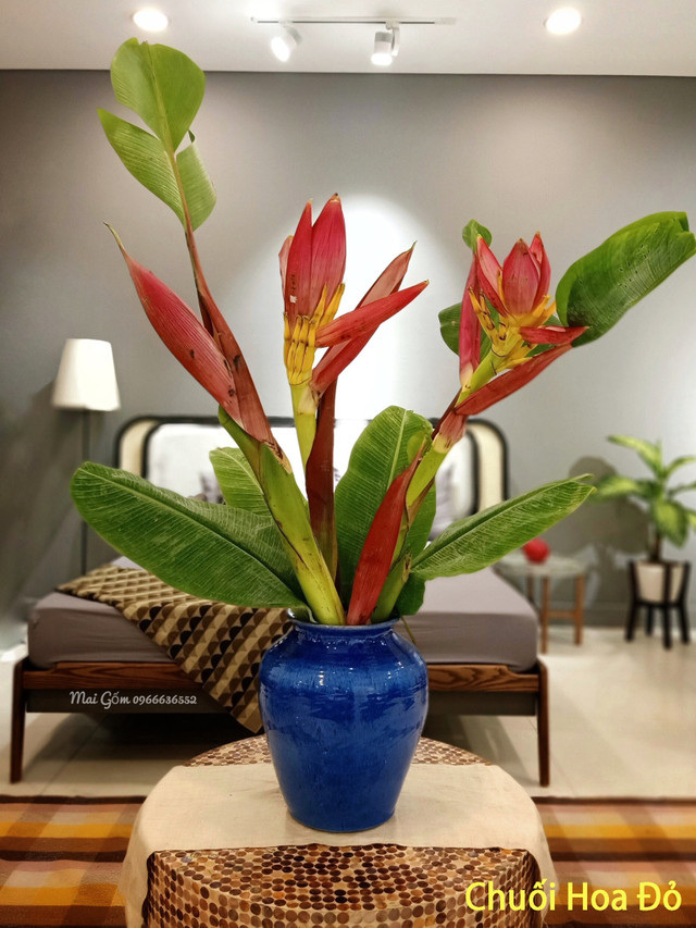 Ý nghĩa 4 loại hoa rừng được dân Hà thành lùng chơi Tết Y nghia 4 loai hoa rung duoc dan Ha thanh lung choi Tet