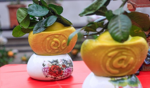 Những loại trái cây được tạo hình độc đáo đắt hàng dịp Tết - Hình 2 Nhung loai trai cay duoc tao hinh doc dao dat hang dip Tet-Hinh-2