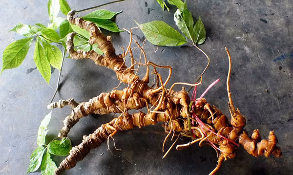 100 tuoi, tri gia tien ti, cu sam Ngoc Linh nay xung dang la bau vat