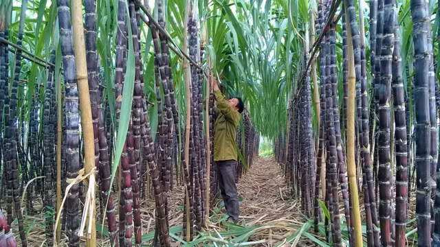 Chu tich Mia duong Son La du chi 137 ty dong gom them von tai SLS