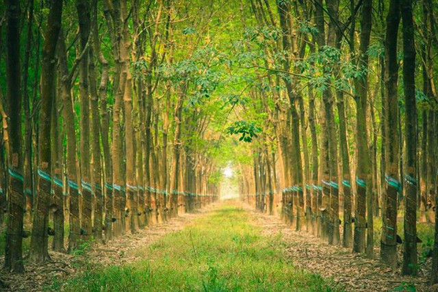 DRI lay y kien niem yet tren HNX khi co phieu gap doi trong dau nam