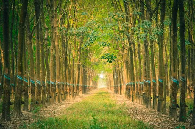 DRI lay y kien niem yet tren HNX khi co phieu gap doi trong dau nam