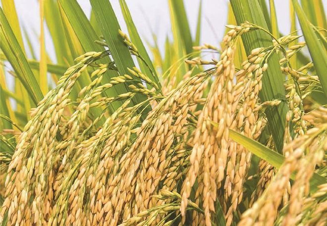 Giống cây trồng Việt Nam chốt quyền trả cổ tức 40% Giong cay trong Viet Nam chot quyen tra co tuc 40%