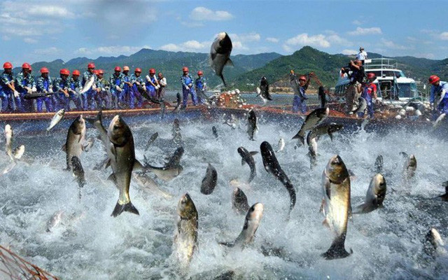 Mỗi tuần một doanh nghiệp: Lợi nhuận năm 2022 của ANV tăng trưởng gấp 3 lần Moi tuan mot doanh nghiep: Loi nhuan nam 2022 cua ANV tang truong gap 3 lan