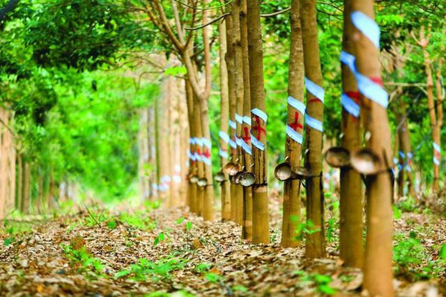 Không ghi nhận lãi thoái vốn, lợi nhuận của GVR giảm 44% trong quý 4 Khong ghi nhan lai thoai von, loi nhuan cua GVR giam 44% trong quy 4