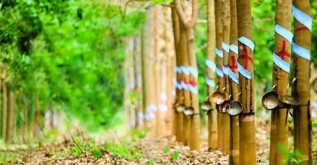 PHR nhan quyet dinh thu hoi dat de thuc hien du an VSIP III