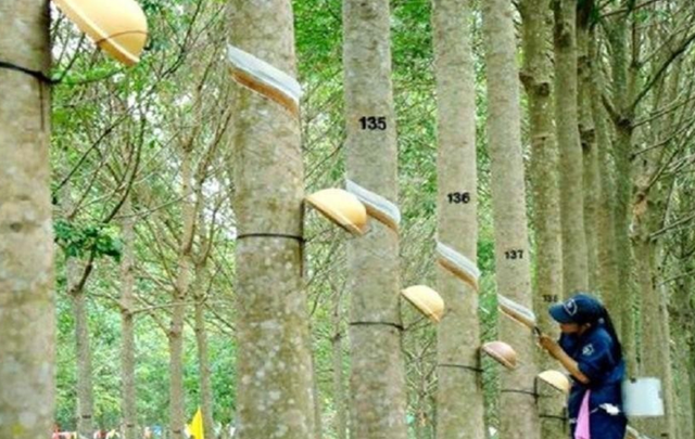 Cao Su Phước Hoà kiến nghị nhận tiền đền bù tối thiểu 2,5 tỷ đồng/ha đất để làm KCN VSIP III Cao Su Phuoc Hoa kien nghi nhan tien den bu toi thieu 2,5 ty dong/ha dat de lam KCN VSIP III