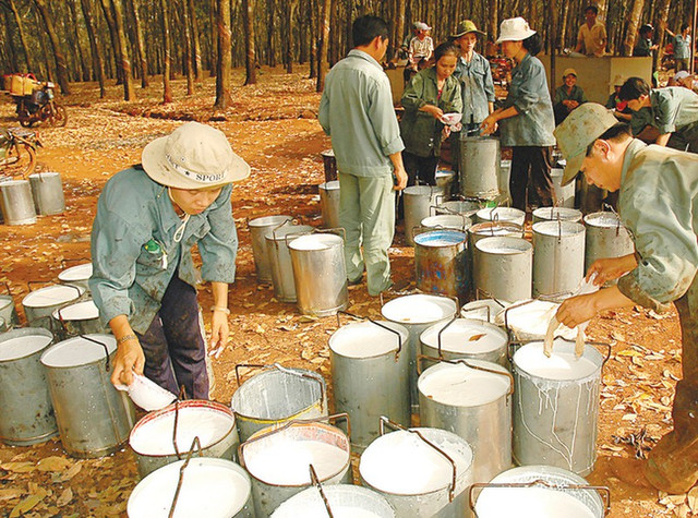 BRC báo lãi cả năm 2021 đi ngang ở mức 21 tỷ đồng BRC bao lai ca nam 2021 di ngang o muc 21 ty dong