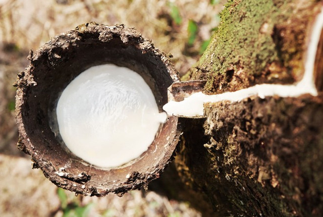 Lãi bán niên 2022 của Cao su Đắk Lắk giảm 49% Lai ban nien 2022 cua Cao su Dak Lak giam 49%