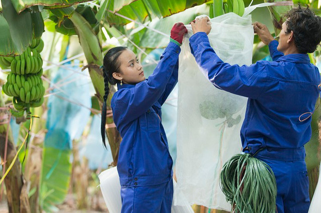 Tiếp tục duy trì cảnh báo với cổ phiếu HNG của HAGL Agrico Tiep tuc duy tri canh bao voi co phieu HNG cua HAGL Agrico
