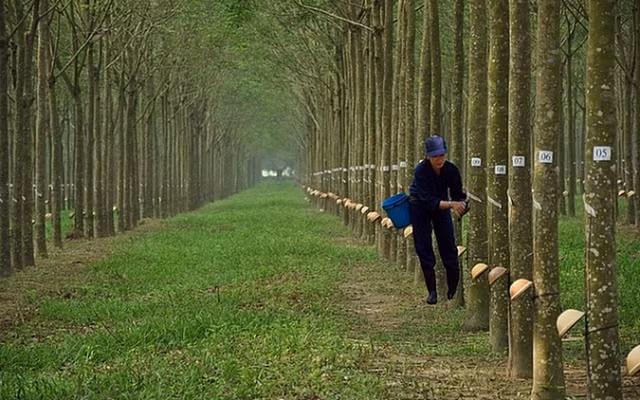 DPR uoc lai 10 thang dat 191 ty dong, sap chi 86 ty tra co tuc