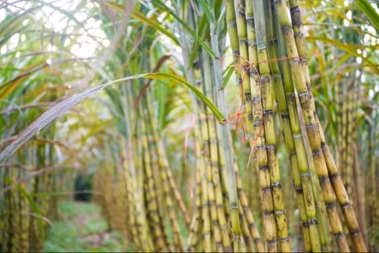 Mot doanh nghiep mia duong manh tay tra co tuc tien mat ty le 100%