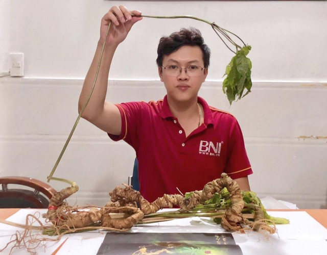 Tận mục những cây sâm Ngọc Linh giá tiền tỷ đắt đỏ - Hình 6 Tan muc nhung cay sam Ngoc Linh gia tien ty dat do-Hinh-6
